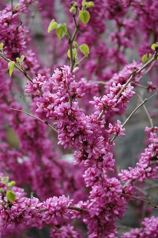 don egolf miniature redbud
