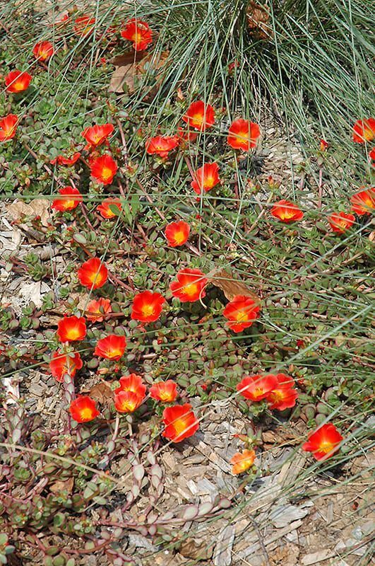 rio grande orange purslane