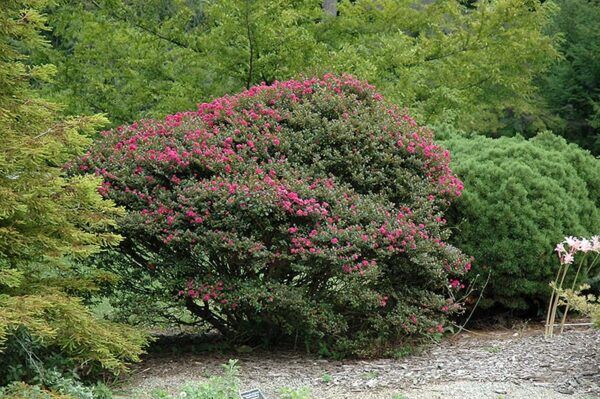 pocomoke crapemyrtle
