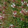Rose Creek Abelia Photo 1