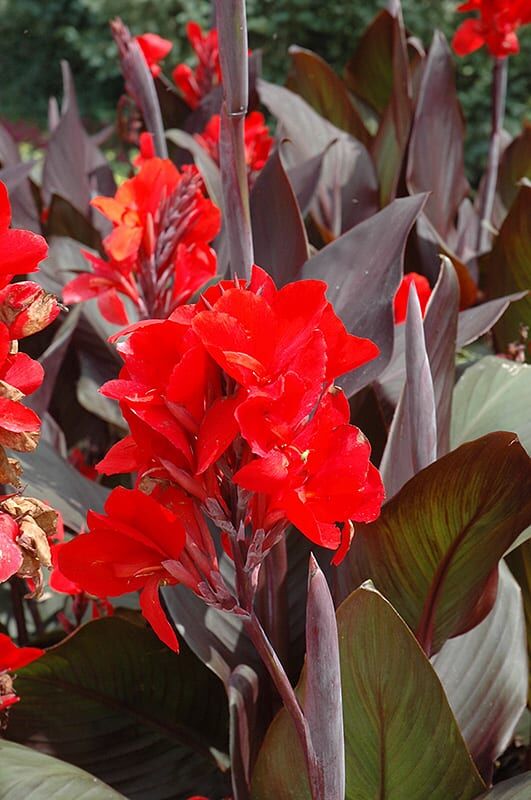 cannova bronze scarlet canna