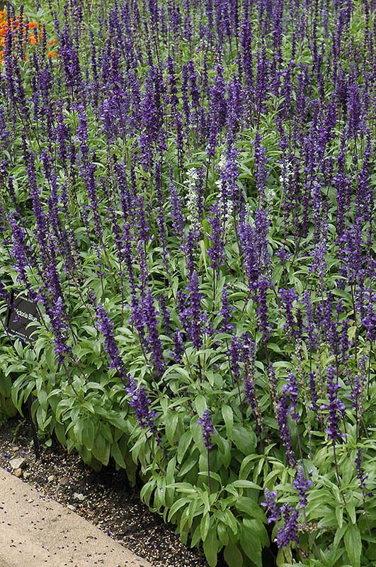 Victoria blue salvia