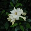 Radicans Miniature Gardenia Photo 1