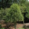 Weeping Yaupon Holly Photo 1