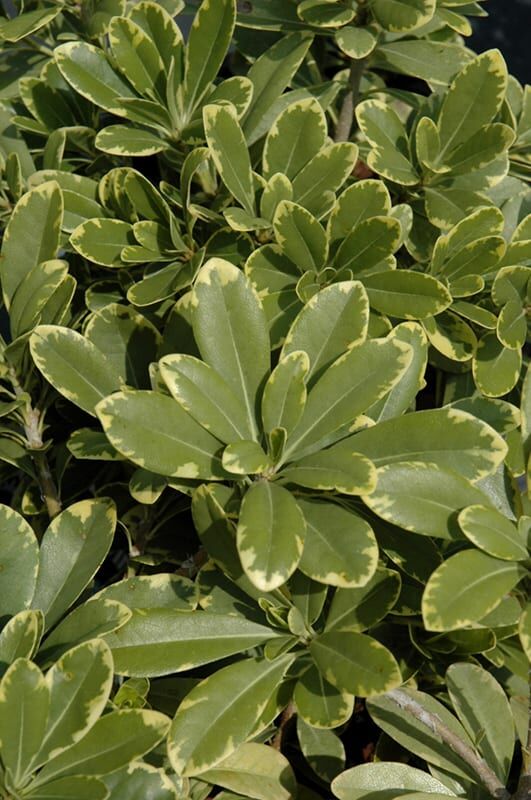 mojo dwarf mock orange