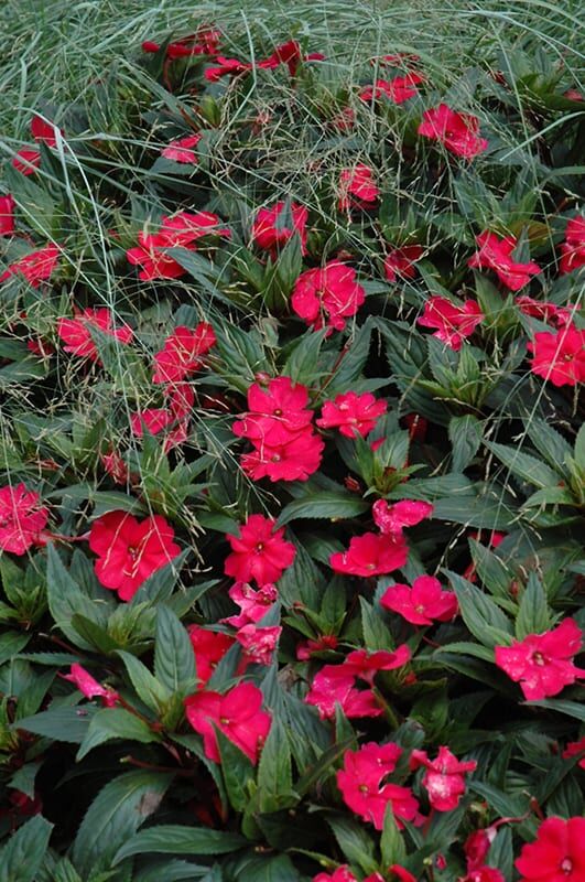sunpatiens spreading carmine