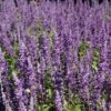Victoria Blue Salvia Photo 1