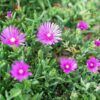 Ice Plant Photo 1