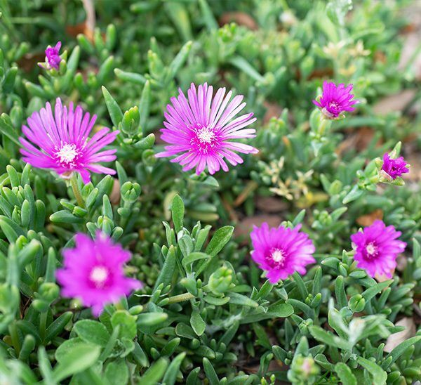 Hardy Ice Plant