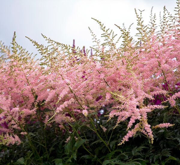 Astilbe