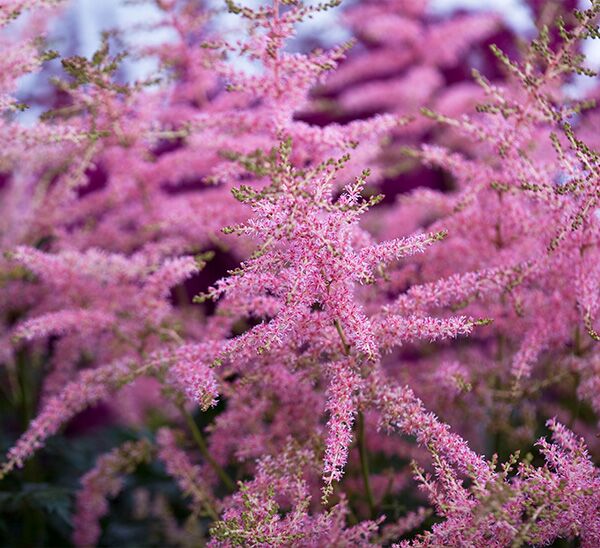 Astilbe