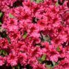 Red Ruffles Azalea Photo 1
