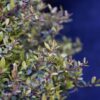 Dwarf Micron® Yaupon Holly Photo 1