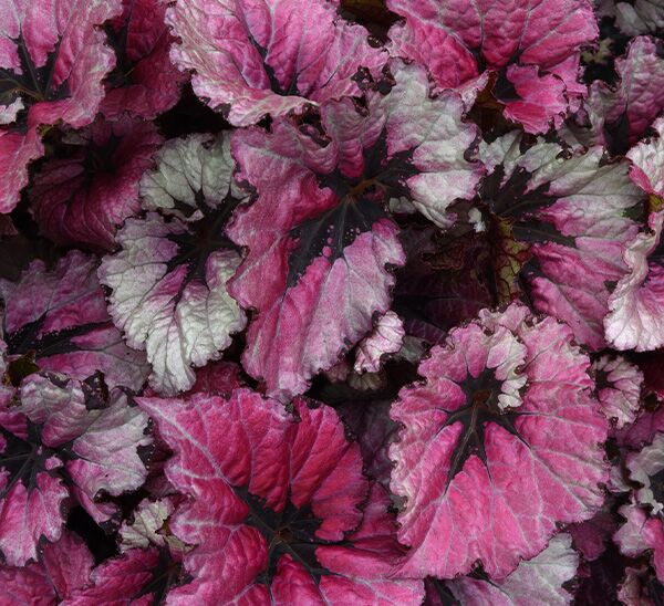 Rex Begonia