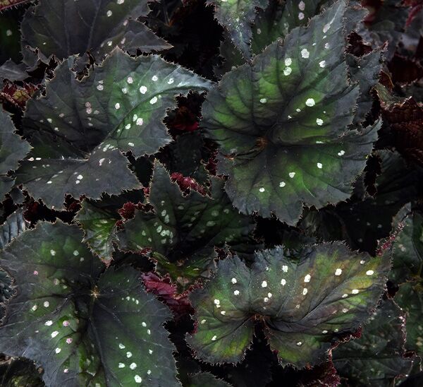 Rex Begonia