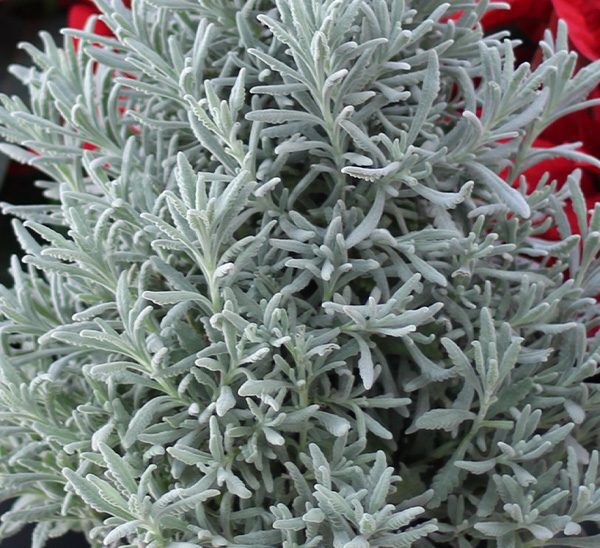 Lavender Holiday Tree