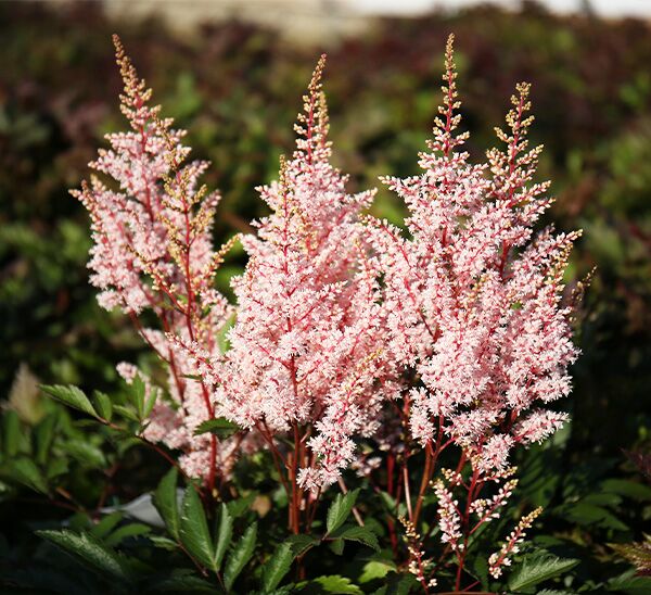 Astilbe Photo 1