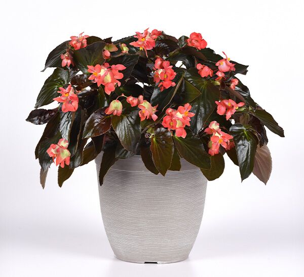 Dragon Wing Begonia