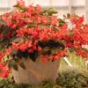 Dragon Wing Begonia Photo 1