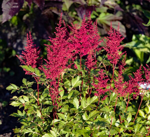 Astilbe