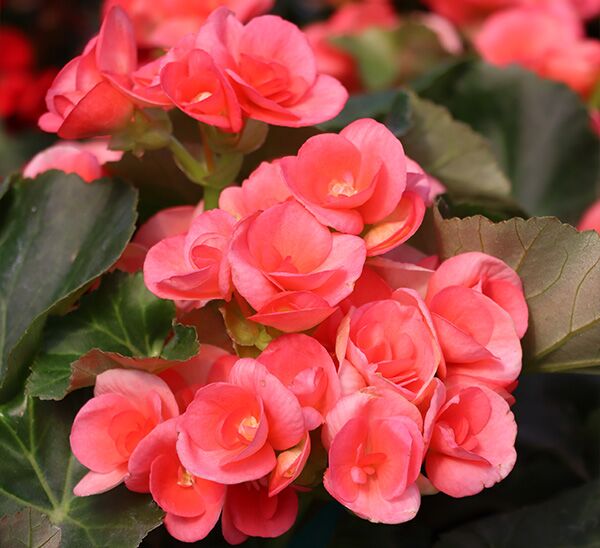 hot pink Rieger Begonia