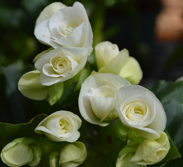 Rieger Begonia white