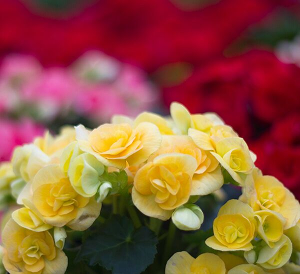 yellow Rieger Begonia