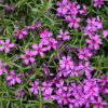 Creeping Phlox Photo 1