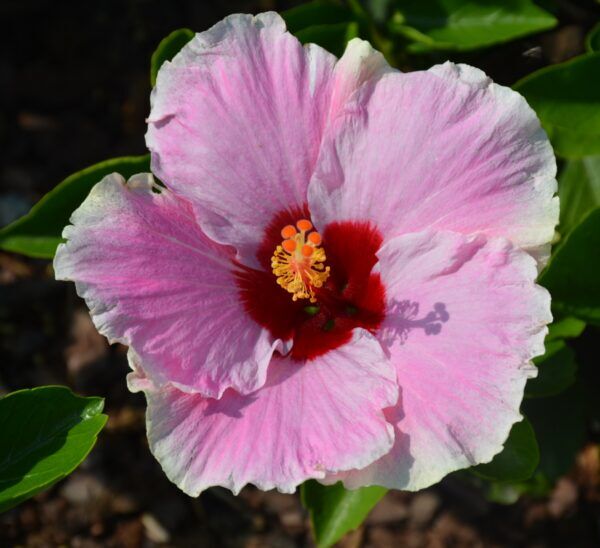 Tropical Hibiscus