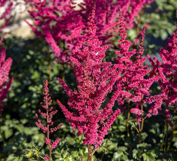 Astilbe