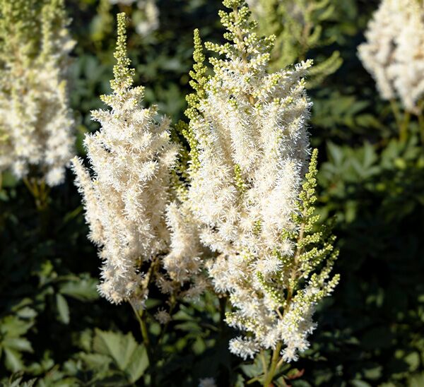 Astilbe