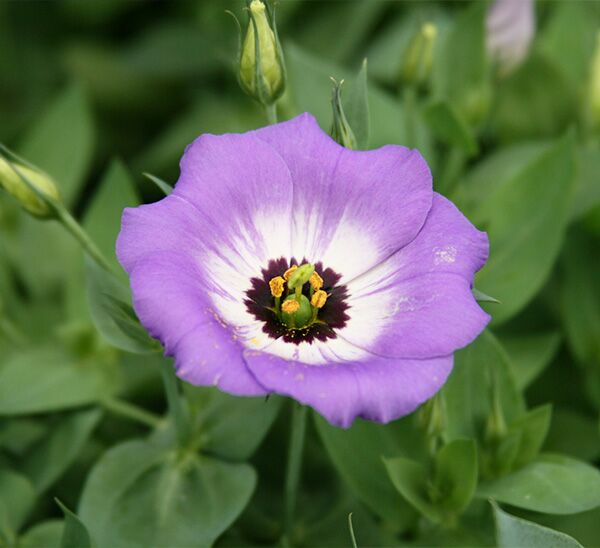 Texas Bluebells Photo 1