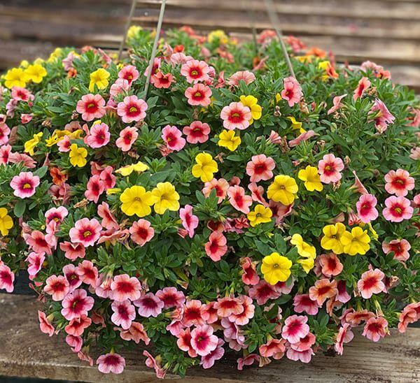 Calibrachoa Hanging Basket