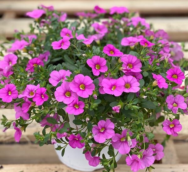 Calibrachoa