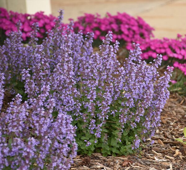 Cat's Pajamas Catmint