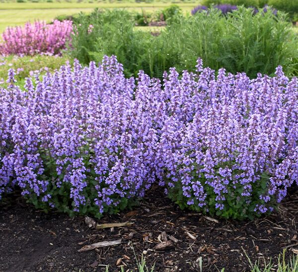 Cat's Pajamas Catmint