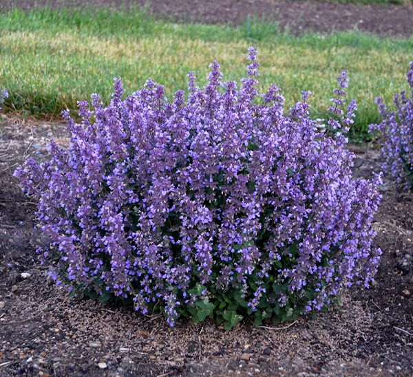 Cat's Pajamas Catmint