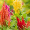 Celosia Photo 1