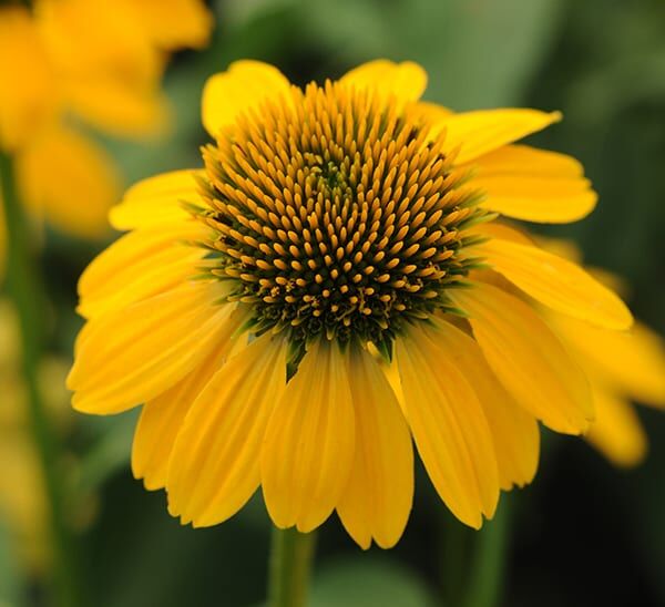 coneflower yellow