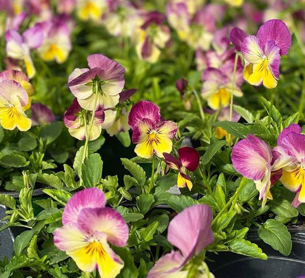 Cool Wave Spreading Pansy