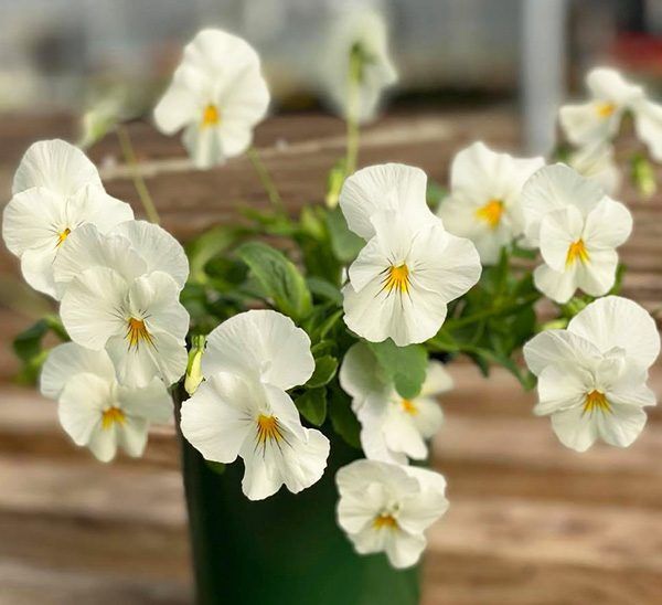 Cool Wave Spreading Pansy