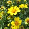 Coreopsis Photo 1