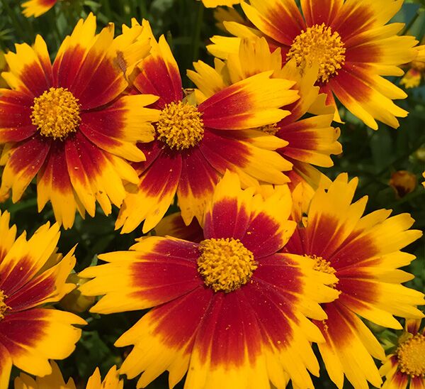Coreopsis