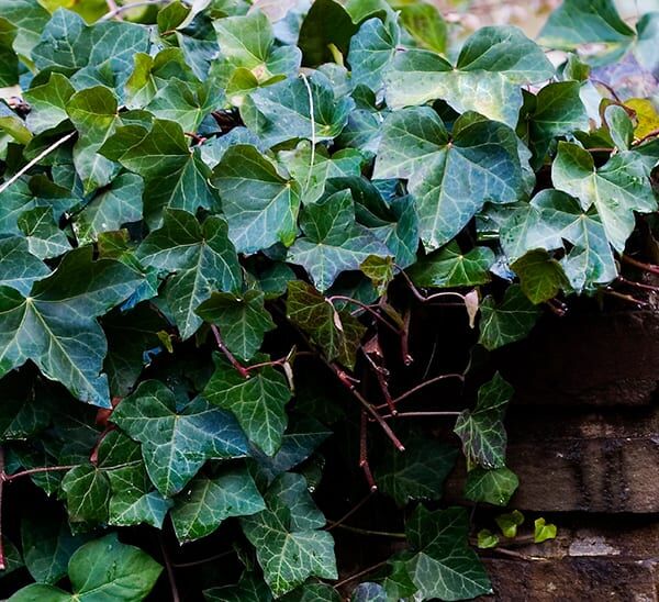 English Ivy Photo 1