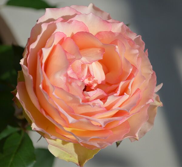 Euphoria Rose Photo 1