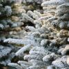 Fresh Cut Flocked Fraser Fir Christmas Tree Photo 1