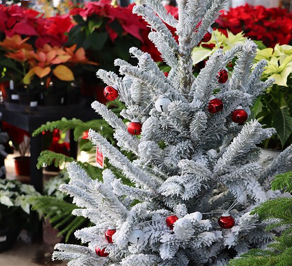 Fresh Cut Flocked Fraser Fir Christmas Tree