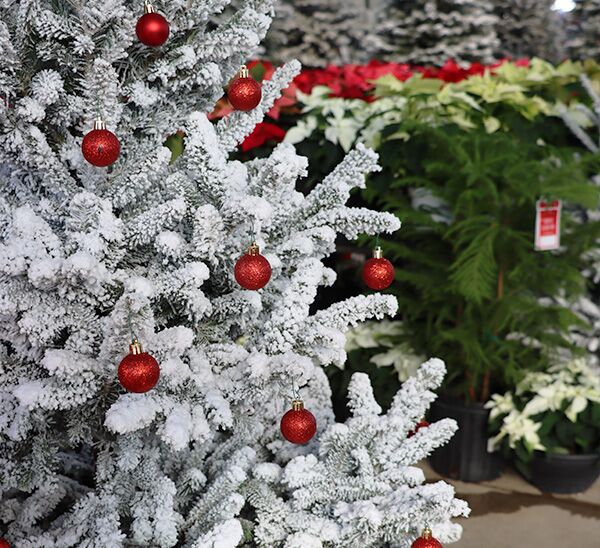 Fresh Cut Flocked Fraser Fir Christmas Tree