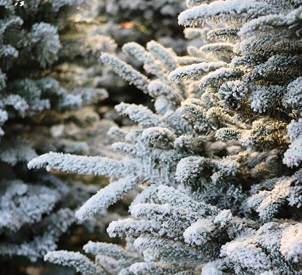 Fresh Cut Flocked Fraser Fir Christmas Tree Photo 1