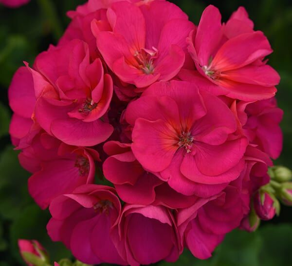 Geranium Violent Blooms